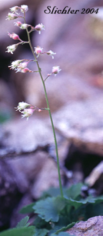 Pink Heuchera, Red Alumroot: Heuchera rubescens var. rubescens (Synonym: Heuchera x cuneata)