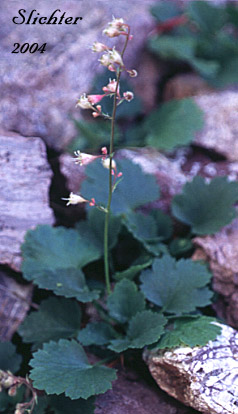 Pink Heuchera, Red Alumroot: Heuchera rubescens var. rubescens (Synonym: Heuchera x cuneata)
