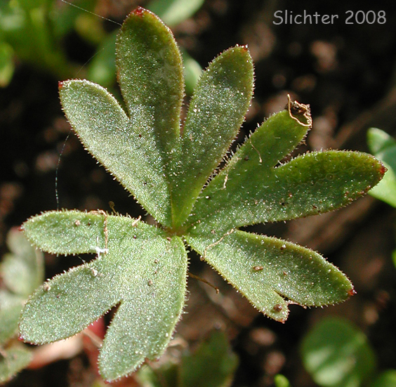 Basal leaf of  Smooth Fringecup, Smooth Prairie Star, Bulblet Prairie Star, Bulbous Woodland-star, Bulbiferous Prairie-star: Lithophragma glabrum (Synonyms: Lithophragma bulbifera, Lithophragma glabra)