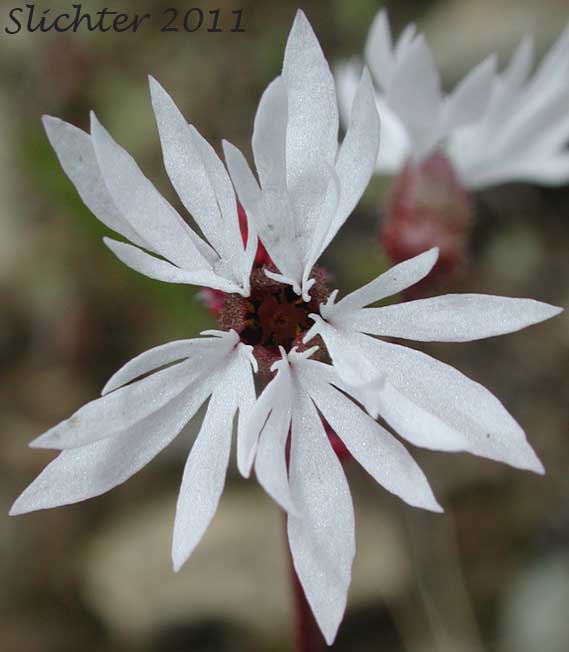 Close-up of a flower of Smooth Fringecup, Smooth Prairie Star, Bulblet Prairie Star, Bulbous Woodland-star, Bulbiferous Prairie-star: Lithophragma glabrum (Synonyms: Lithophragma bulbifera, Lithophragma glabra)