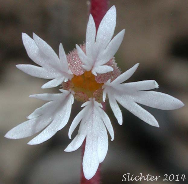 Flower of Bulbiferous Prairie-star, Bulbous Woodland Star, Bulbous Woodland-star, Smooth Fringecup, Smooth Prairie Star: Lithophragma glabrum (Synonyms: Lithophragma bulbifera, Lithophragma bulbiferum, Lithophragma glabra, Lithophragma glabrum var. bulbiferum, Lithophragma glabrum var. ramulosum, Lithophragma tenellum var. floridum, Tellima bulbifera, Tellima glabra)