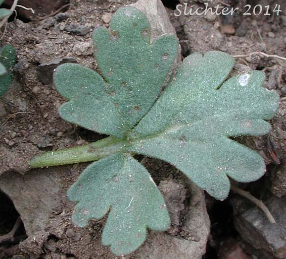 Basal leaf of Bulbiferous Prairie-star, Bulbous Woodland Star, Bulbous Woodland-star, Smooth Fringecup, Smooth Prairie Star: Lithophragma glabrum (Synonyms: Lithophragma bulbifera, Lithophragma bulbiferum, Lithophragma glabra, Lithophragma glabrum var. bulbiferum, Lithophragma glabrum var. ramulosum, Lithophragma tenellum var. floridum, Tellima bulbifera, Tellima glabra)