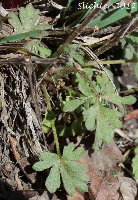 Basal leaves of Bulbiferous Prairie-star, Bulbous Woodland Star, Bulbous Woodland-star, Smooth Fringecup, Smooth Prairie Star: Lithophragma glabrum (Synonyms: Lithophragma bulbifera, Lithophragma bulbiferum, Lithophragma glabra, Lithophragma glabrum var. bulbiferum, Lithophragma glabrum var. ramulosum, Lithophragma tenellum var. floridum, Tellima bulbifera, Tellima glabra)