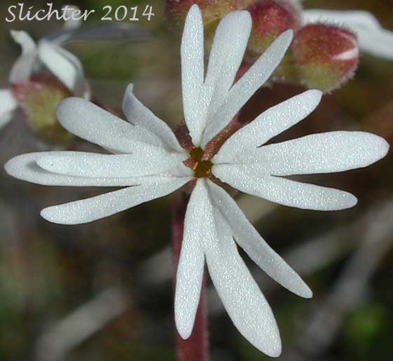 Small-flowered Prairie Star: Lithophragma parviflorum