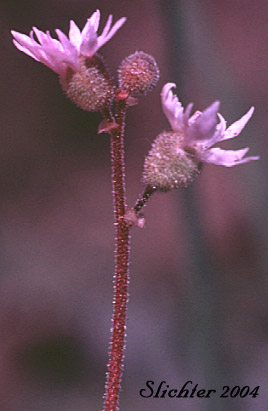 Slender Woodland Star: Lithophragma tenellum (Synonyms: Lithophragma rupicola, Lithophragma tenella)