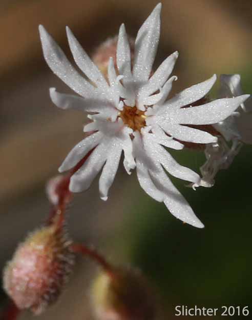 Flower of Slender Woodland-star, Slender Woodland Star: Lithophragma tenellum (Synonyms: Lithophragma rupicola, Lithophragma tenella)