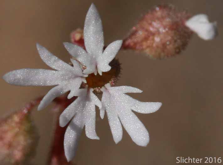 Flower of Slender Woodland-star, Slender Woodland Star: Lithophragma tenellum (Synonyms: Lithophragma rupicola, Lithophragma tenella)