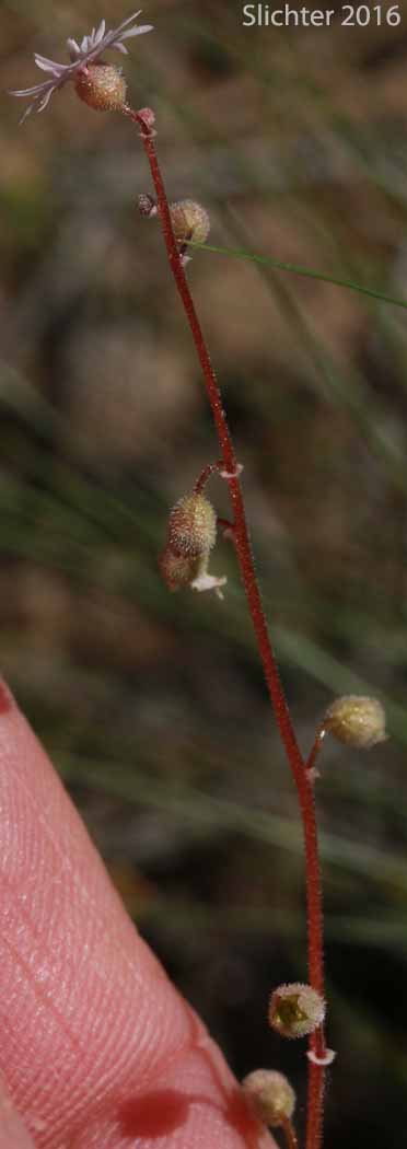 Stem of Slender Woodland-star, Slender Woodland Star: Lithophragma tenellum (Synonyms: Lithophragma rupicola, Lithophragma tenella)