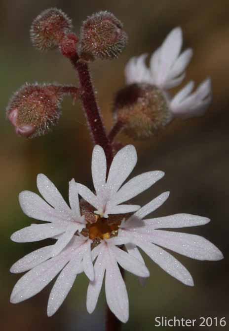 Slender Woodland-star, Slender Woodland Star: Lithophragma tenellum (Synonyms: Lithophragma rupicola, Lithophragma tenella)