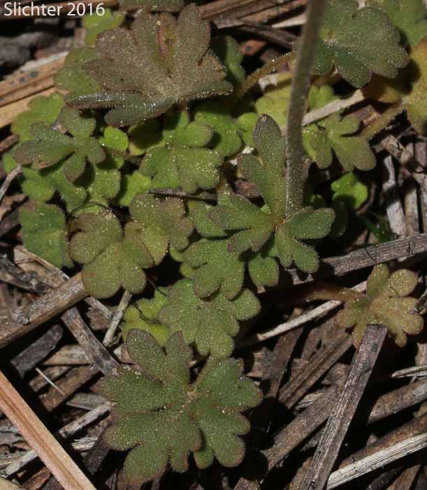 Basal leaves of Slender Woodland-star, Slender Woodland Star: Lithophragma tenellum (Synonyms: Lithophragma rupicola, Lithophragma tenella)