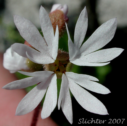 Flower of Slender Woodland Star: Lithophragma tenellum (Synonyms: Lithophragma rupicola, Lithophragma tenella)