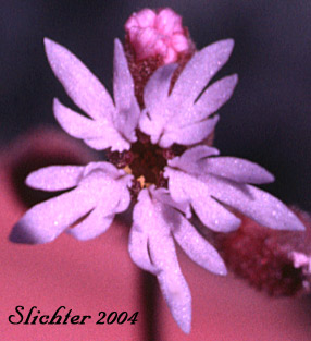 Flower of Slender Woodland Star: Lithophragma tenellum (Synonyms: Lithophragma rupicola, Lithophragma tenella)