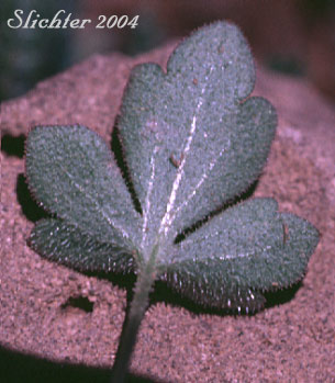 Lower leaf surface of Slender Woodland Star: Lithophragma tenellum (Synonyms: Lithophragma rupicola, Lithophragma tenella)