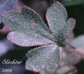 Upper leaf surface of Slender Woodland Star: Lithophragma tenellum (Synonyms: Lithophragma rupicola, Lithophragma tenella)