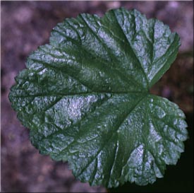 Basal leaf of Alpine Mitrewort, Five-stamen Bishop's-cap, Fivestamen Mitrewort, Five-stamen Mitrewort: Mitella pentandra (Synonym: Pectiantia pentandra)