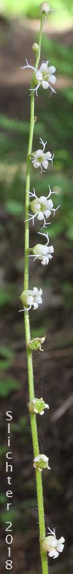 Raceme of Cross-shaped Mitrewort, Side-flowered Mitrewort, Smallflower Miterwort: Mitella stauropetala (Synonyms: Mitella stauropetala var. stauropetala, Ozomelis stauropetala)