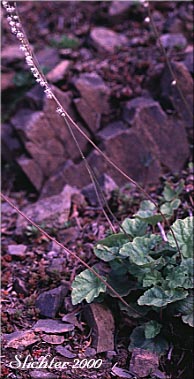 Cross-shaped Mitrewort, Side-flowered Mitrewort, Smallflower Miterwort: Mitella stauropetala (Synonyms: Mitella stauropetala var. stauropetala, Ozomelis stauropetala)