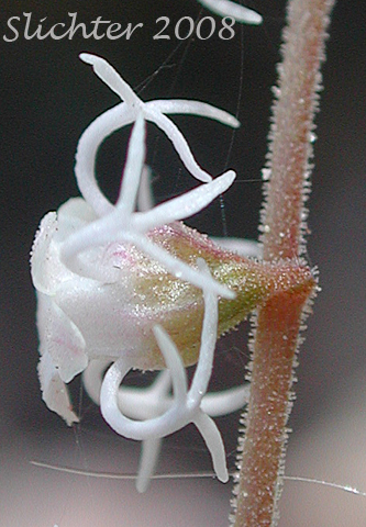 Flower of Cross-shaped Mitrewort, Side-flowered Mitrewort, Smallflower Miterwort: Mitella stauropetala (Synonyms: Mitella stauropetala var. stauropetala, Ozomelis stauropetala)