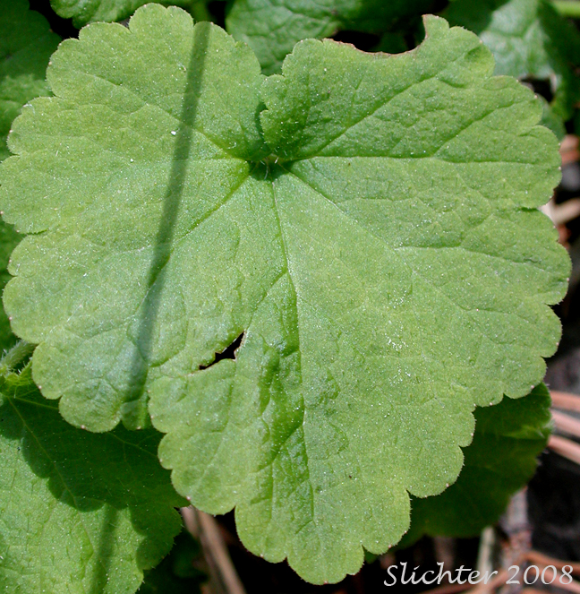 Leaf of Cross-shaped Mitrewort, Side-flowered Mitrewort, Smallflower Miterwort: Mitella stauropetala (Synonyms: Mitella stauropetala var. stauropetala, Ozomelis stauropetala)