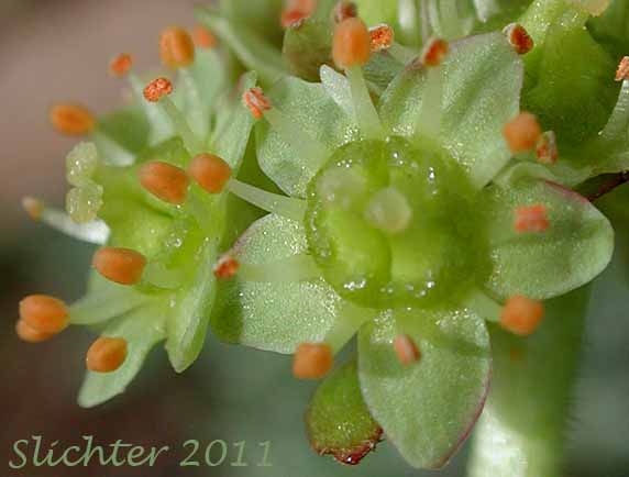 Close-up of the flowers of Bald-headed Saxifrage, Petalless Saxifrage, Tiny Swamp Saxifrage, Western Swamp Saxifrage: Saxifraga apetala (Synonyms: Micranthes apetala, Saxifraga apetala, Saxifraga columbiana, Saxifraga columbiana var. apetala, Saxifraga integrifolia var. apetala)