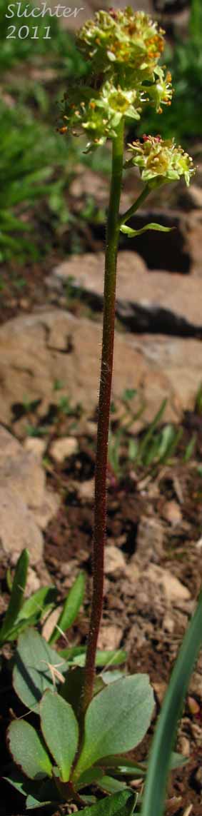 Bald-headed Saxifrage, Petalless Saxifrage, Tiny Swamp Saxifrage, Western Swamp Saxifrage: Saxifraga apetala (Synonyms: Micranthes apetala, Saxifraga apetala, Saxifraga columbiana, Saxifraga columbiana var. apetala, Saxifraga integrifolia var. apetala)