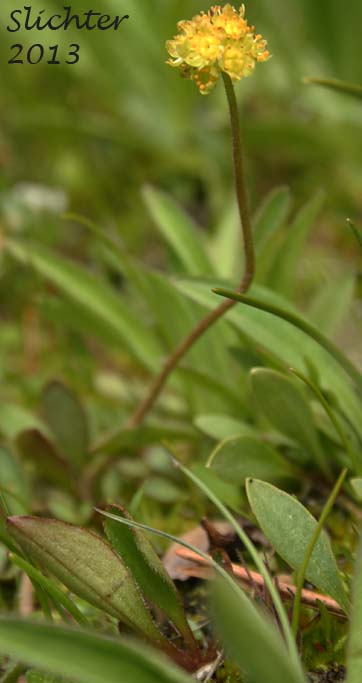 Bald-headed Saxifrage, Petalless Saxifrage, Tiny Swamp Saxifrage, Western Swamp Saxifrage: Saxifraga apetala (Synonyms: Micranthes apetala, Saxifraga apetala, Saxifraga columbiana, Saxifraga columbiana var. apetala, Saxifraga integrifolia var. apetala)