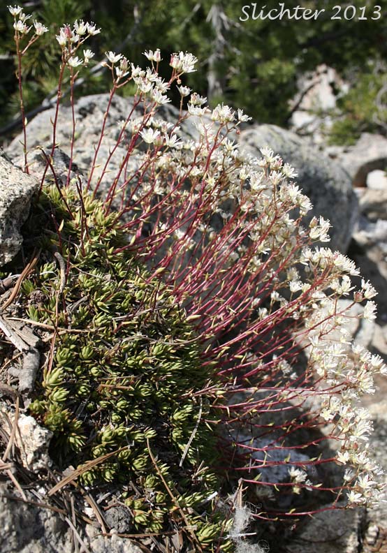 Matted Saxifrage, Spotted Saxifrage: Saxifraga bronchialis var. austromontana (Synonym: Saxifraga bronchialis ssp. austromontana) 