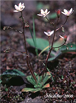 Rusty Saxifrage, Russethair Saxifrage, Alaska Saxifrage: Saxifraga ferruginea var. ferruginea (Synonym: Micranthes ferruginea)