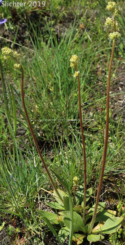 Common Western Saxifrage, Northwestern Saxifrage, Wholeleaf Saxifrage: Micranthes integrifolia (Synonyms: Saxifraga integrifolia, Saxifraga integrifolia var. integrifolia)