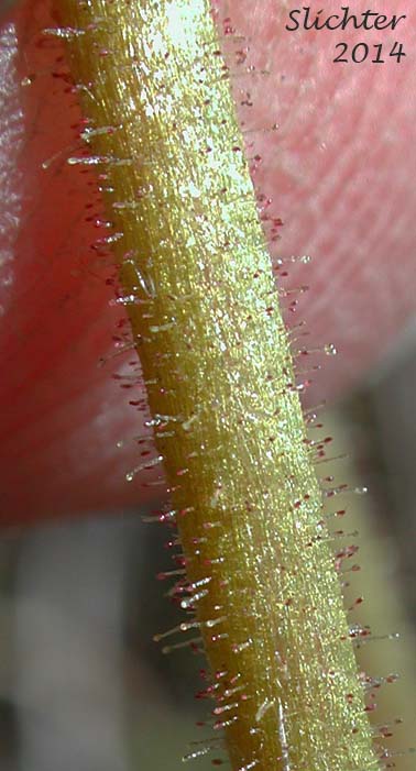 Gland-tipped hairs on the stem of Common Western Saxifrage, Northwestern Saxifrage, Wholeleaf Saxifrage: Saxiraga integrifolia (Synonyms: Micranthes integrifolia, Saxifraga integrifolia var. integrifolia)