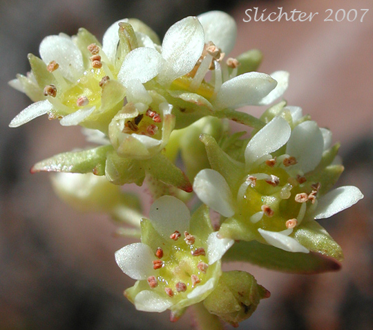 Flowers of Common Western Saxifrage, Northwestern Saxifrage, Wholeleaf Saxifrage: Saxiraga integrifolia (Synonyms: Micranthes integrifolia, Saxifraga integrifolia var. integrifolia)