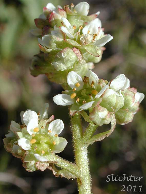 Inflorescence of Common Western Saxifrage, Northwestern Saxifrage, Wholeleaf Saxifrage: Saxiraga integrifolia (Synonyms: Micranthes integrifolia, Saxifraga integrifolia var. integrifolia)