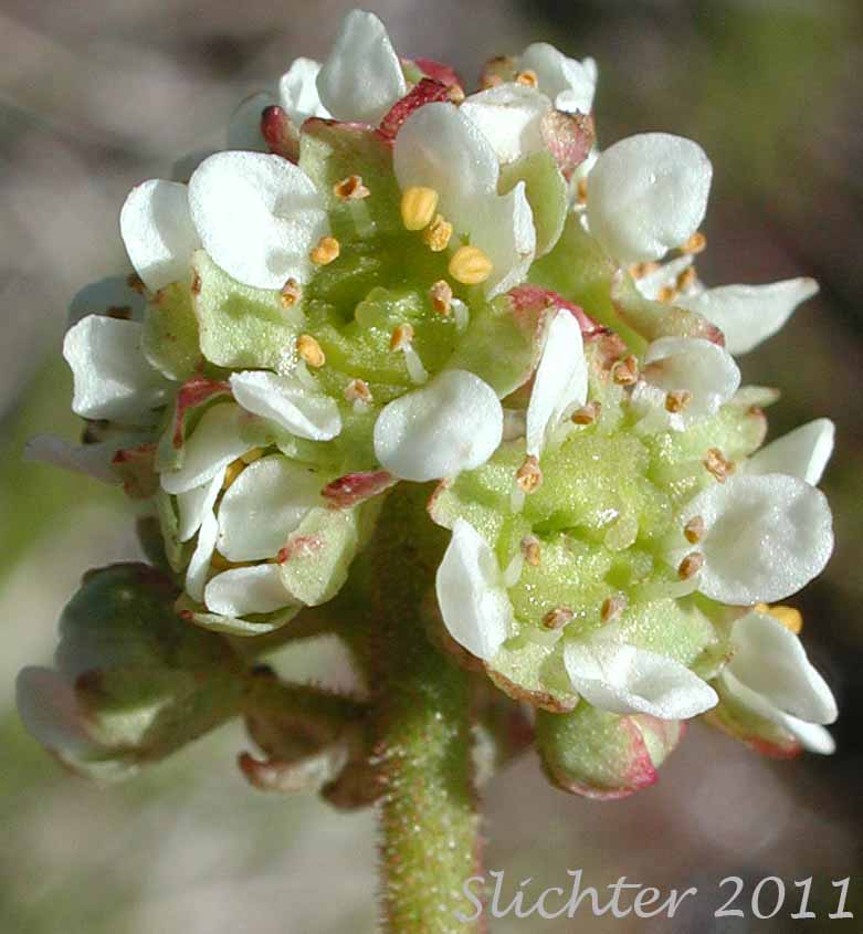Inflorescence of Common Western Saxifrage, Northwestern Saxifrage, Wholeleaf Saxifrage: Saxiraga integrifolia (Synonyms: Micranthes integrifolia, Saxifraga integrifolia var. integrifolia)