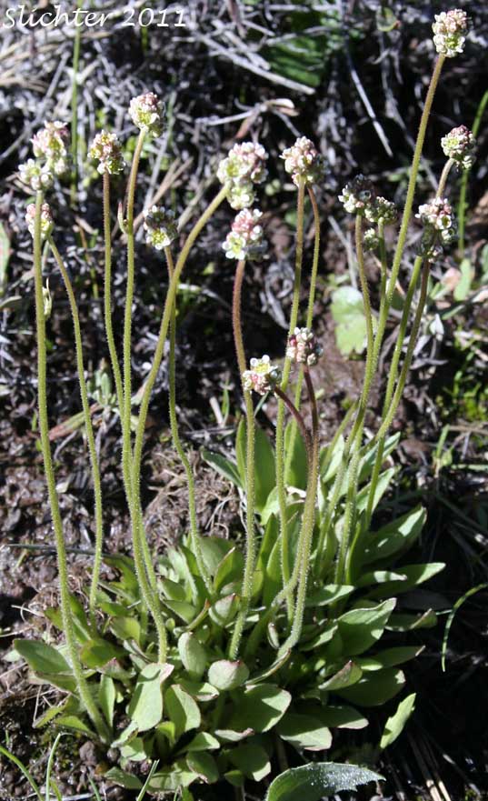Common Western Saxifrage, Northwestern Saxifrage, Wholeleaf Saxifrage: Saxiraga integrifolia (Synonyms: Micranthes integrifolia, Saxifraga integrifolia var. integrifolia)