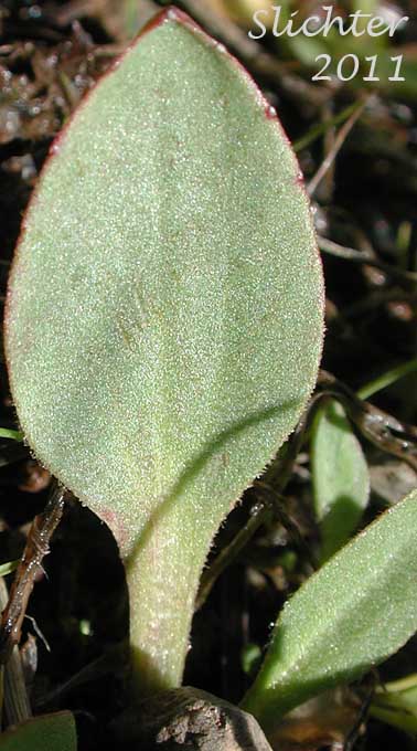 Basal leaf of Common Western Saxifrage, Northwestern Saxifrage, Wholeleaf Saxifrage: Saxiraga integrifolia (Synonyms: Micranthes integrifolia, Saxifraga integrifolia var. integrifolia)
