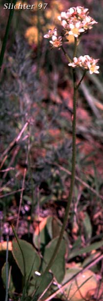 Common Western Saxifrage, Northwestern Saxifrage, Wholeleaf Saxifrage: Saxiraga integrifolia (Synonyms: Micranthes integrifolia, Saxifraga integrifolia var. integrifolia)