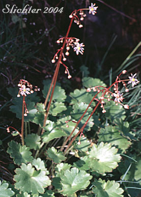 Merten's Saxifrage, Wood Saxifrage, Woodland Saxifrage: Saxifraga mertensiana (Synonym: Saxifraga mertensiana var. eastwoodiae)