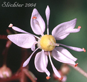 Flwoer of Merten's Saxifrage, Wood Saxifrage, Woodland Saxifrage: Saxifraga mertensiana (Synonym: Saxifraga mertensiana var. eastwoodiae)