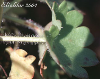 Petiole of Merten's Saxifrage, Wood Saxifrage, Woodland Saxifrage: Saxifraga mertensiana (Synonym: Saxifraga mertensiana var. eastwoodiae)