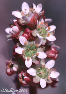 Inflorescence of Bog Saxifrage: Micranthes oregana (former variety montanensis)