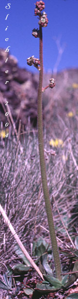 Bog Saxifrage: Micranthes oregana (former variety montanensis)