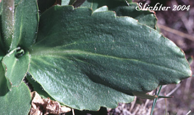 Basal leaf of Bog Saxifrage: Micranthes oregana (former variety montanensis)