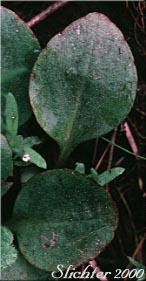 Basal leaf of Nesting Saxifrage, Swamp Saxifrage: Micranthes nidifica (Synonyms: Micranthes plantaginea, Saxifraga columbiana, Saxifraga integrifolia var. columbiana, Saxifraga integrifolia var. leptopetala, Saxifraga montana, Saxifraga nidifica, Saxifraga nidifica var. nidifica, Saxifraga plantaginea)