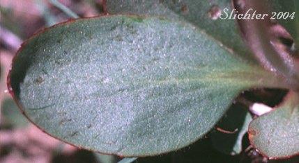 Basal leaf of Nesting Saxifrage, Swamp Saxifrage: Micranthes nidifica (Synonyms: Micranthes plantaginea, Saxifraga columbiana, Saxifraga integrifolia var. columbiana, Saxifraga integrifolia var. leptopetala, Saxifraga montana, Saxifraga nidifica, Saxifraga nidifica var. nidifica, Saxifraga plantaginea)
