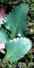 Leaf of Saxifraga occidentalis