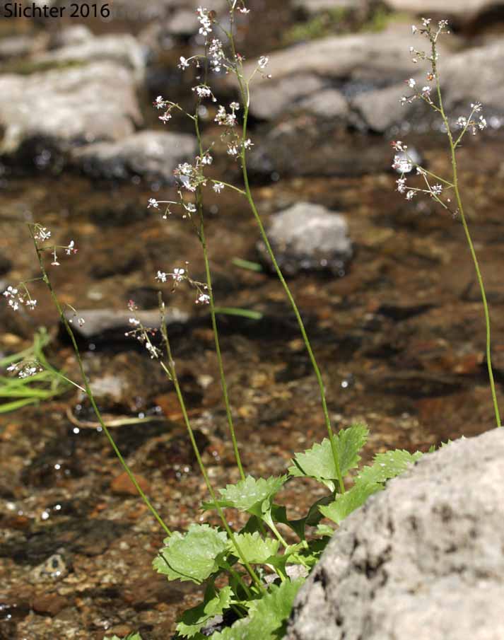 Brook Saxifrage, Stream Saxifrage: Micranthes odontoloma (Synonyms: Saxifraga aestivalis, Saxifraga arguta, Saxifraga odontoloma, Saxifraga puncata var. arguta)