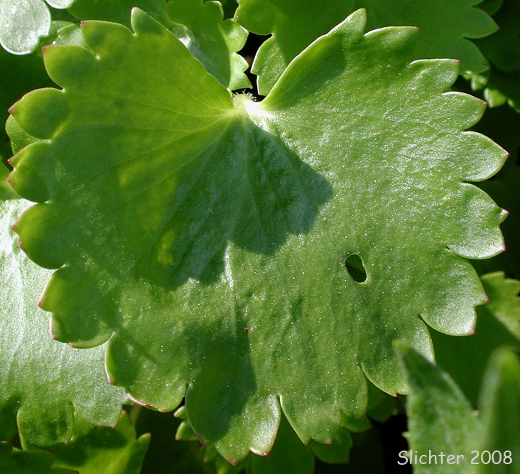 Leaf of Brook Saxifrage, Stream Saxifrage: Micranthes odontoloma (Synonyms: Saxifraga aestivalis, Saxifraga arguta, Saxifraga odontoloma, Saxifraga puncata var. arguta)