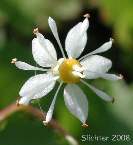 Flower of Brook Saxifrage, Stream Saxifrage: Micranthes odontoloma (Synonyms: Saxifraga aestivalis, Saxifraga arguta, Saxifraga odontoloma, Saxifraga puncata var. arguta)