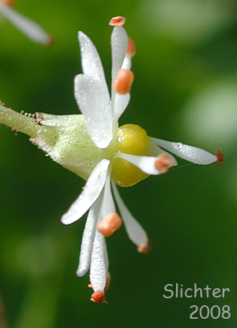 Sideview of the flower of Brook Saxifrage, Stream Saxifrage: Micranthes odontoloma (Synonyms: Saxifraga aestivalis, Saxifraga arguta, Saxifraga odontoloma, Saxifraga puncata var. arguta)