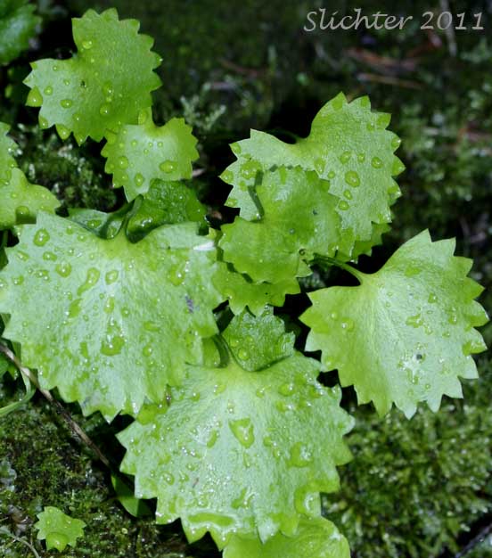 Leaves of Brook Saxifrage, Stream Saxifrage: Micranthes odontoloma (Synonyms: Saxifraga aestivalis, Saxifraga arguta, Saxifraga odontoloma, Saxifraga puncata var. arguta)